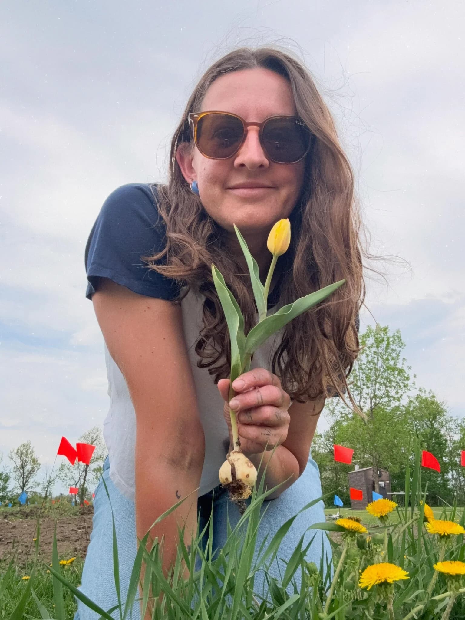 Magwyer Herring holding up a yellow tulip pulled fresh from the row, sunglasses on, row-marker flags in the field behind her.